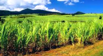 Sugar cane field ready for harvest and conversion to policosanol