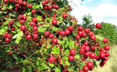 Hawthorn berries for heart health